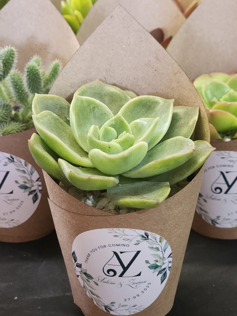 Wrapped Succulent Favour with sticker - Image 16