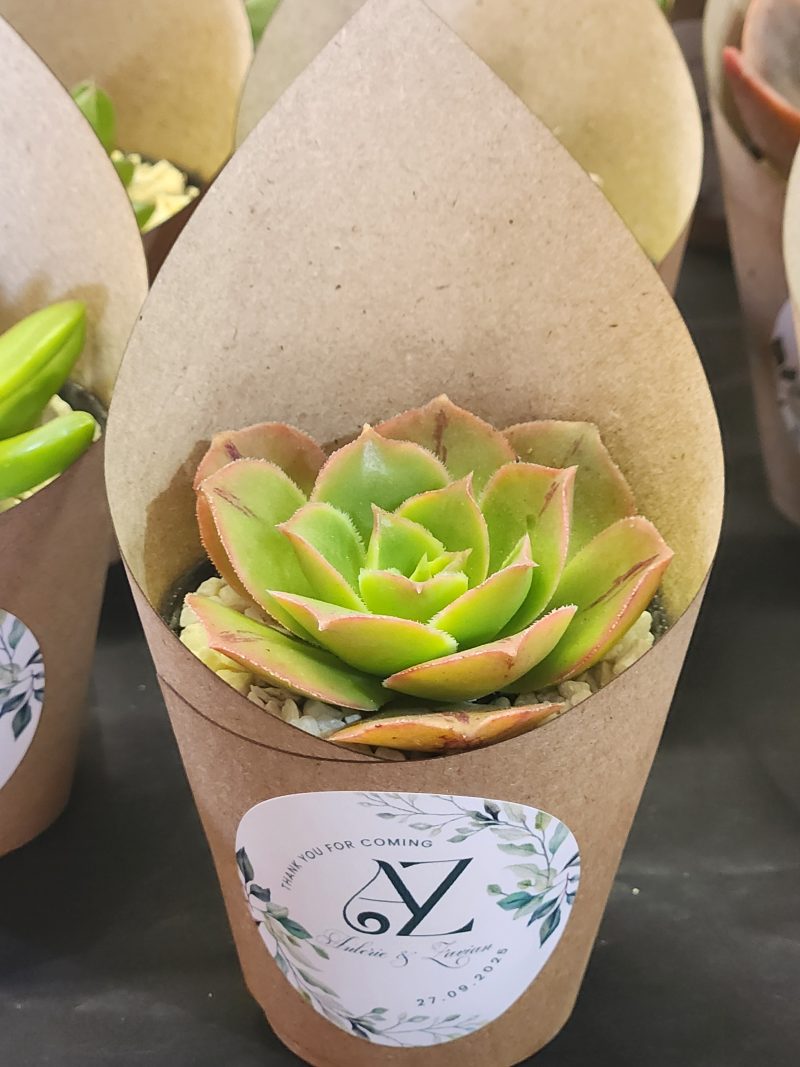 Wrapped Succulent Favour with sticker - Image 14