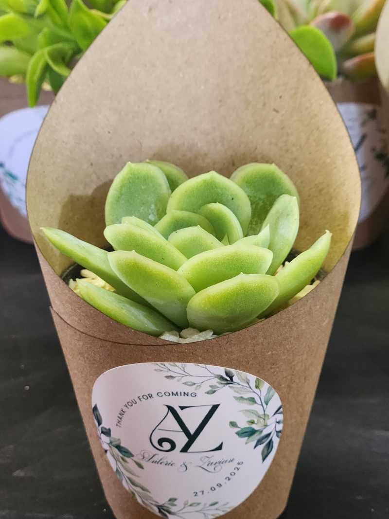 Wrapped Succulent Favour with sticker - Image 13
