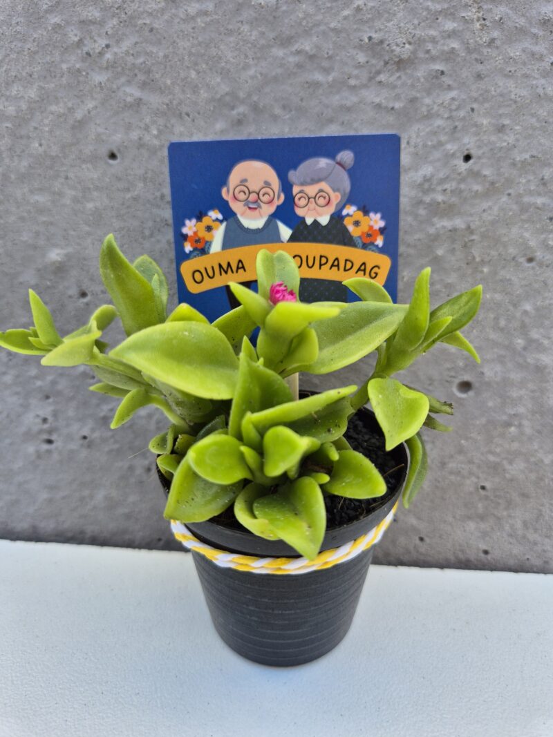 Succulent Favour with tag - Image 3