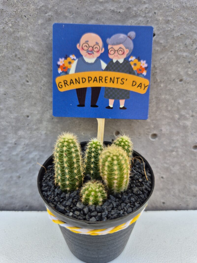 Succulent Favour with tag - Image 4