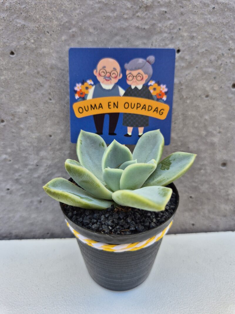 Succulent Favour with tag - Image 5