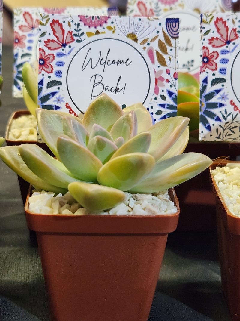 Succulent Favour with tag - Image 7
