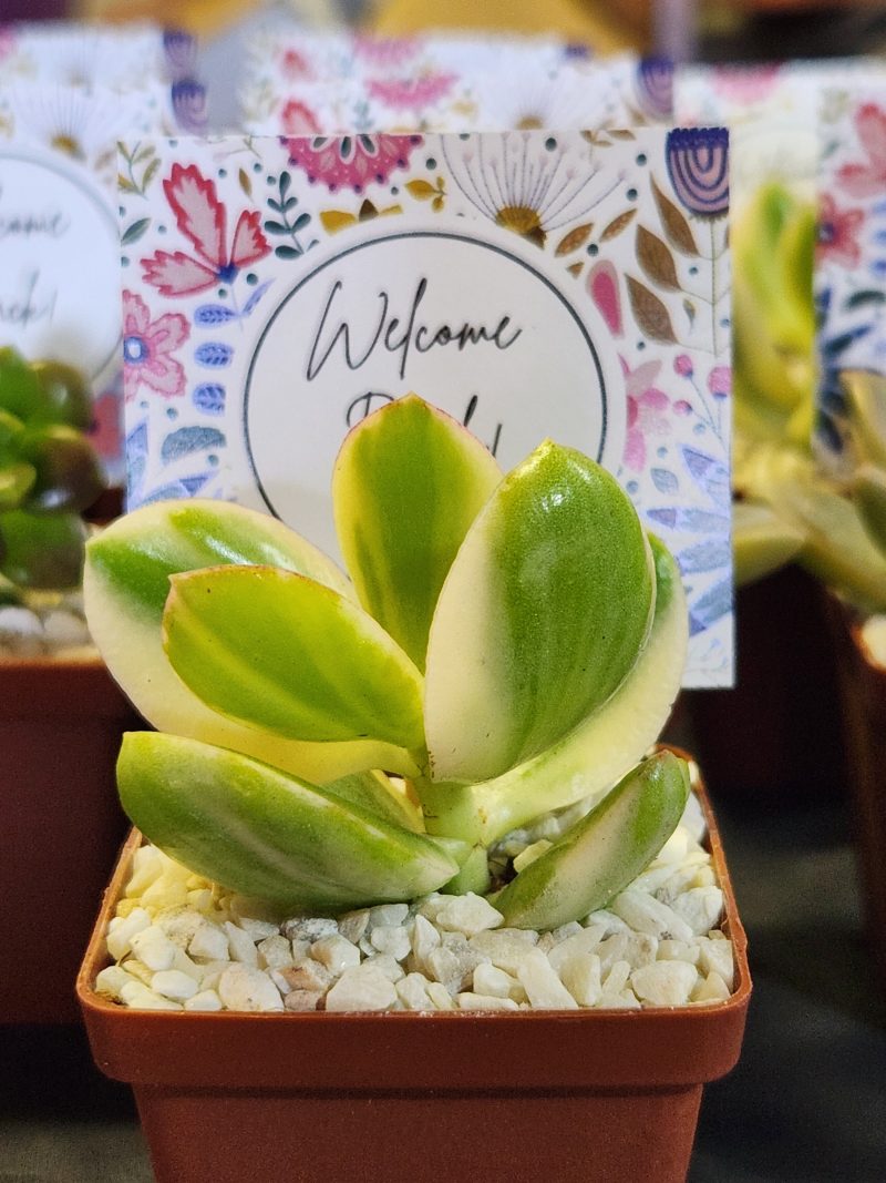 Succulent Favour with tag - Image 9