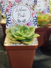 Succulent Favour with tag